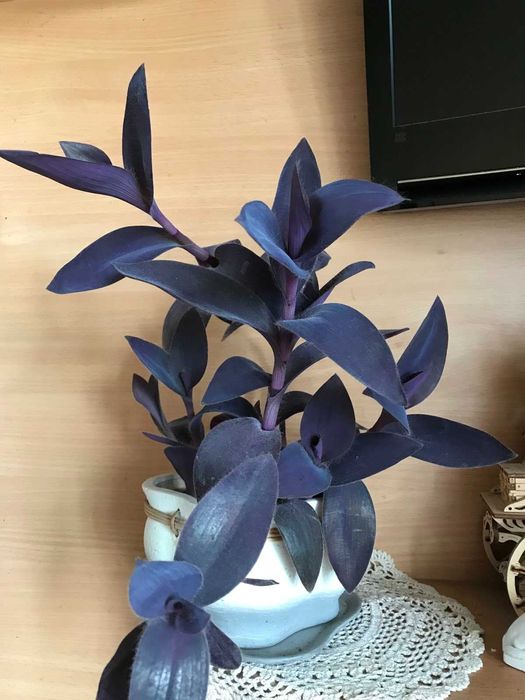 жыныстық қатынасқа арналған 3nakomst веб-сайты