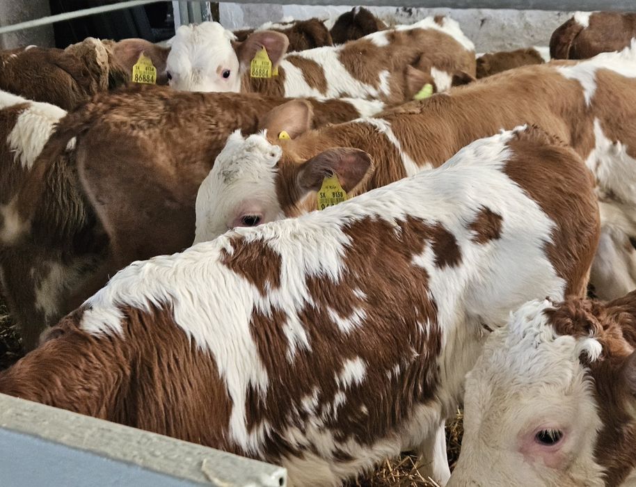 Byczki Simentale 60/130 kg