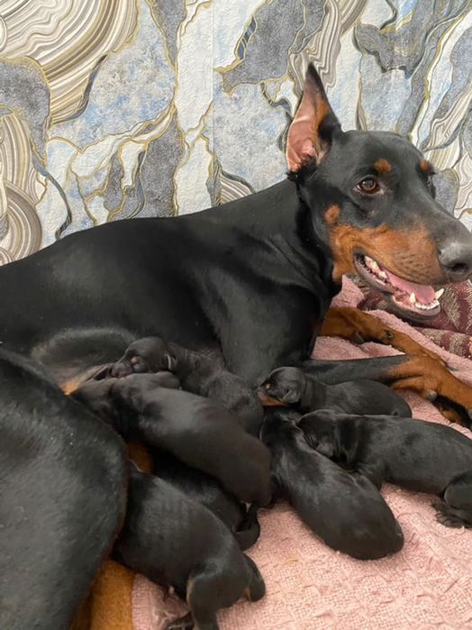 Доберман для вʼязки