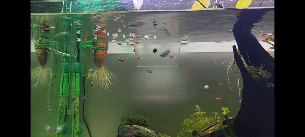Mollys, Guppys e Platys Juvenis