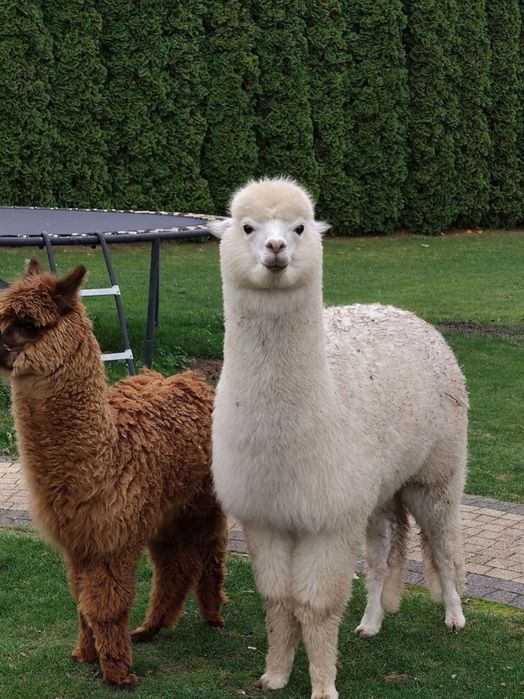 Roczna Samica Alpaki