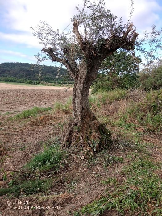 Oliveiras centenarias