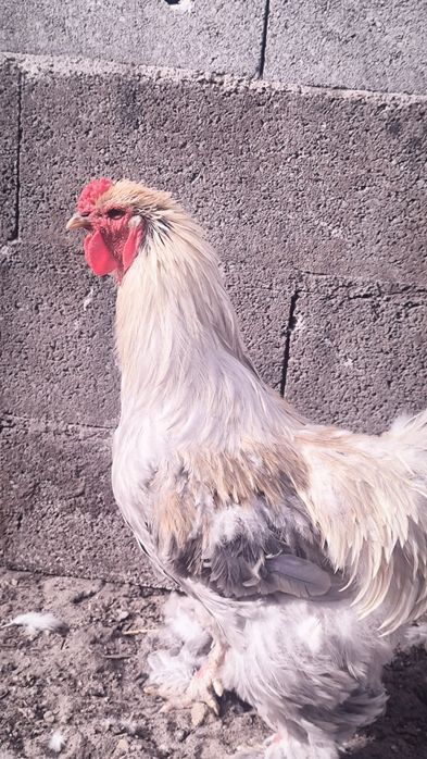 Galo Brahma Isabella