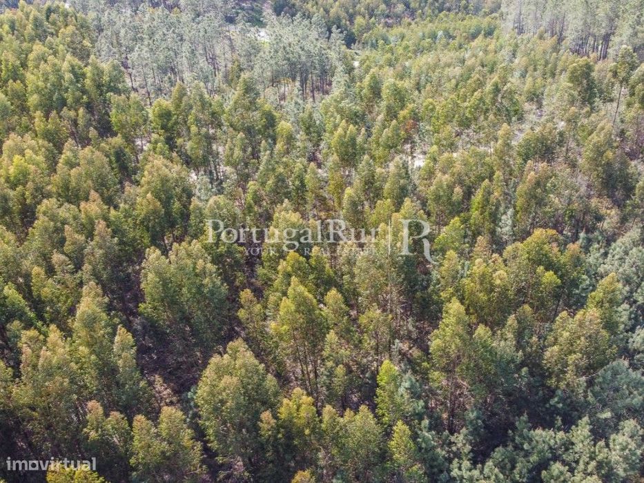 Terreno de 9.000 m² com eucaliptal em Proença-a-Nova