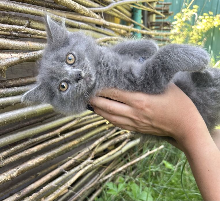 Кошенята сіренькі в добрі руки
