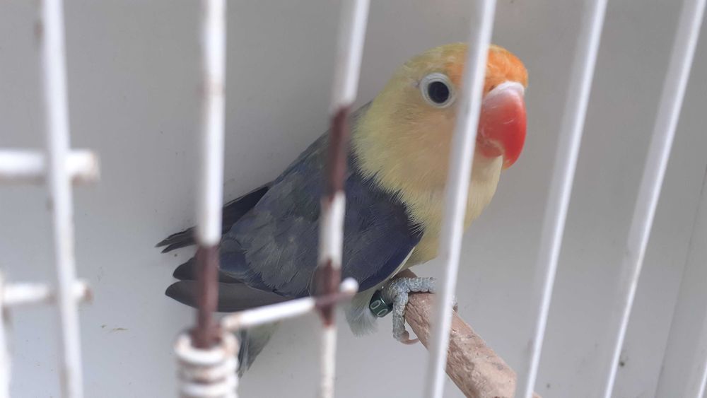 Agapornis fischer