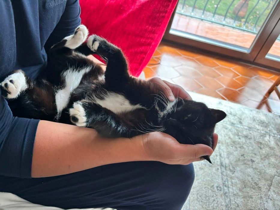 Cat for an adoption