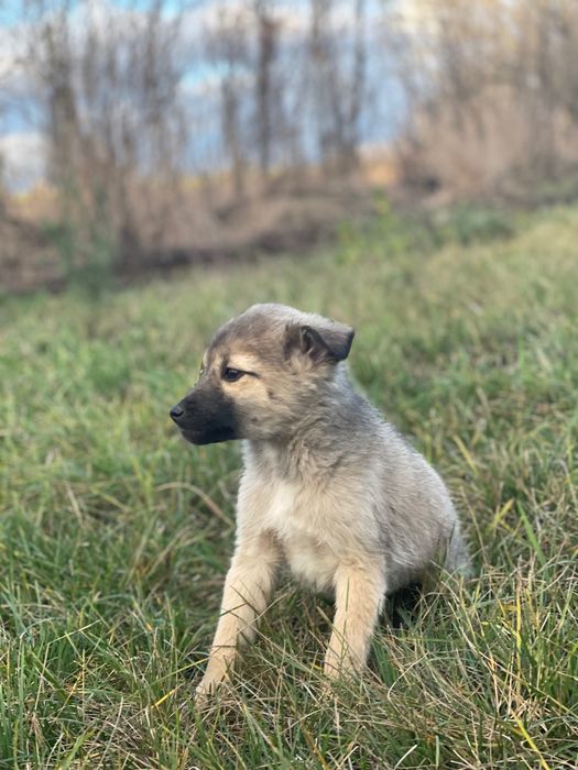 Віддам в добрі руки: троє цуценят, 3 місяці, терміново шукають дім