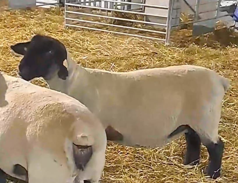 Ovelhas Suffolk machos e fêmeas