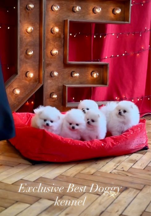 Супер найкраший подарунок. SUPER VIP mini цуценята померанські шпіци!