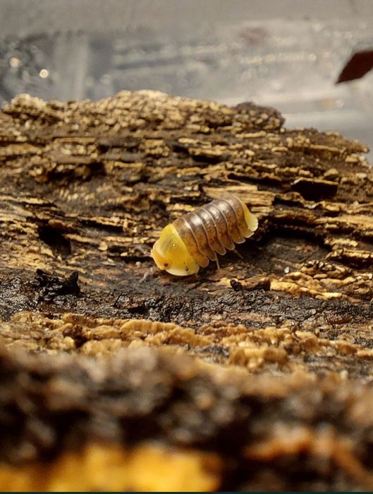 Alimentação isopods/bichos da conta