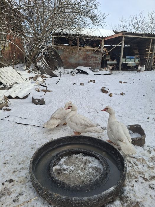 мускусні качки білі