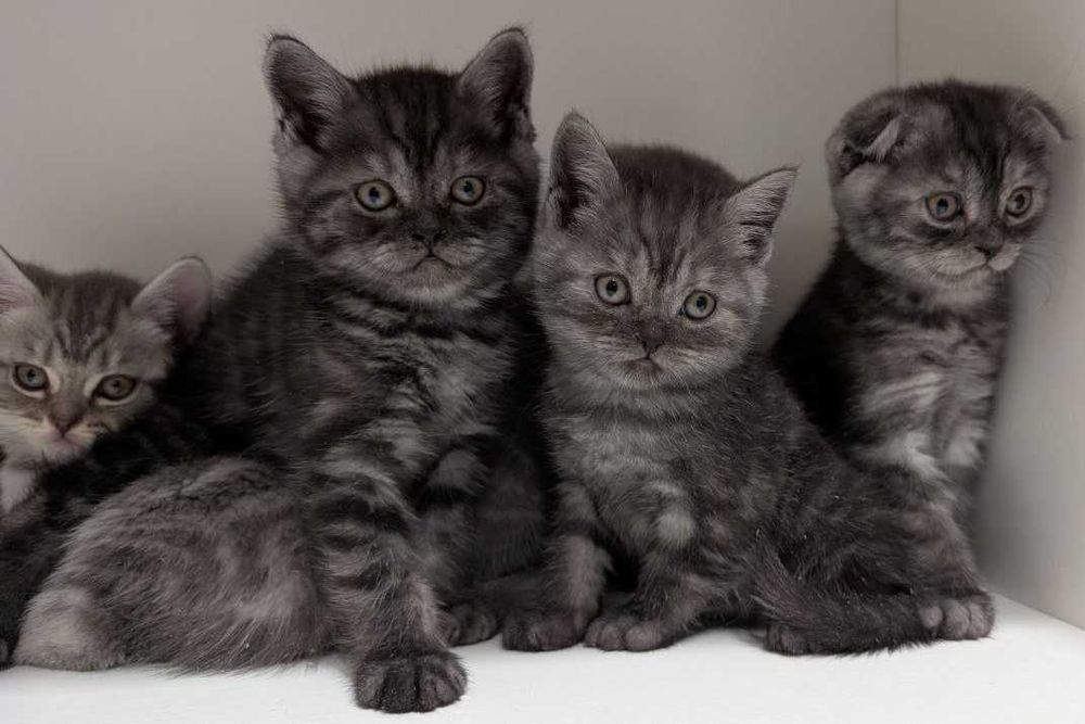Мазунчики, муркотунчики!!!