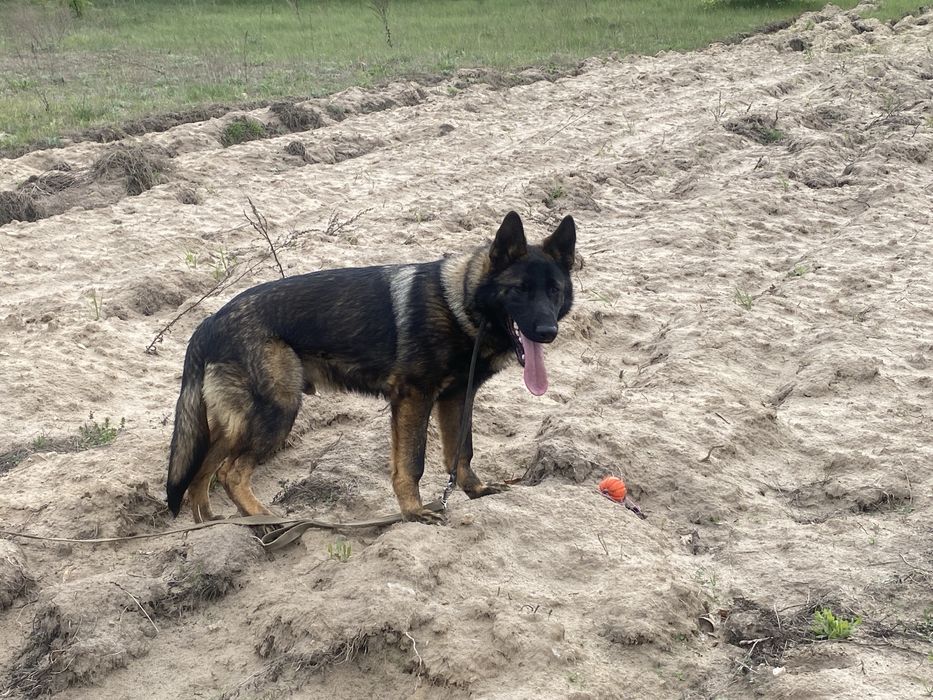 Щенкі Німецька вівчарка Зонарного окрасу дата 09.09.2025 дві дівчінкі