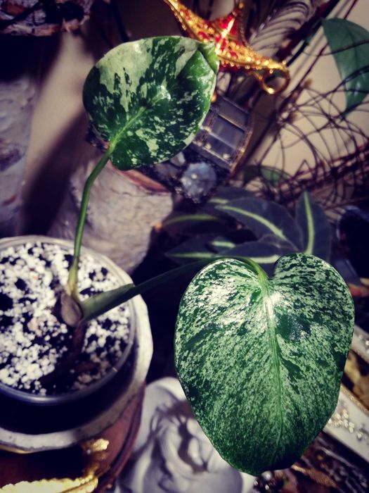 Monstera Mint Albo Variegata Kunzo White Monster NOWA platinum philode