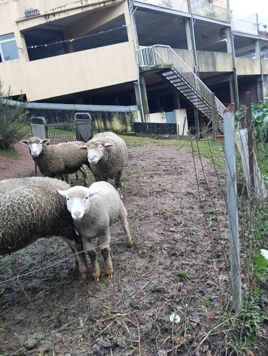 Borrego Cruzado de Ile de Françe