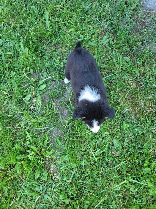 Szczeniak Border Collie suczka