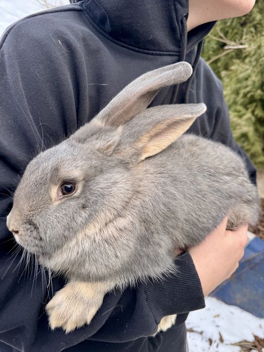 Królik srokacz duże mieszańce