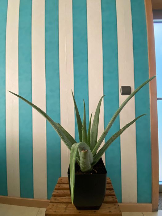 Aloé Vera xarope cato