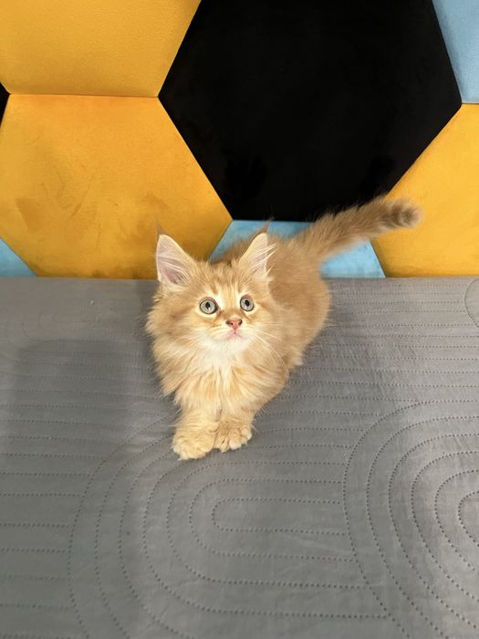 Kot młody Maine coon