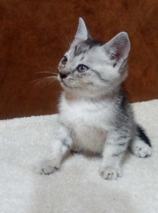 Шотландский котенок,Серебристая шиншилла!