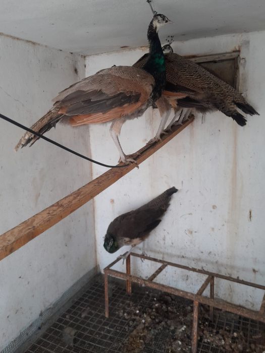 Pavões 3 femeas 1 macho e 1 purpura