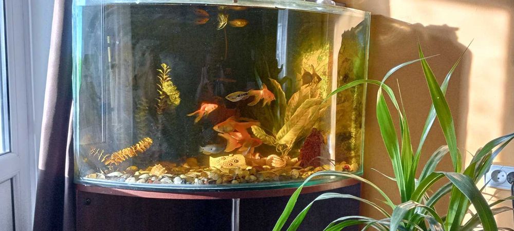 Продається гарний кутовий акваріум