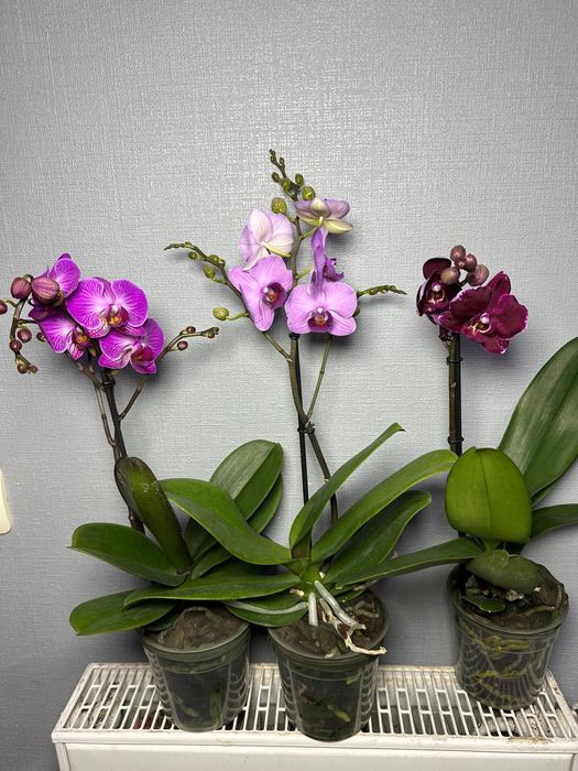 Цимбідіум Мультифлора Равелло Монтре Монако Аромо орхідея міні Орхидеи