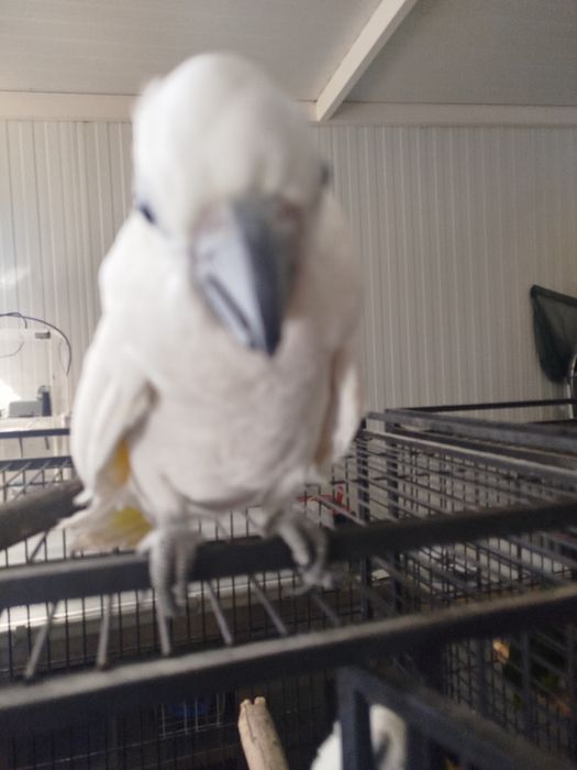 Cacatua alba alba