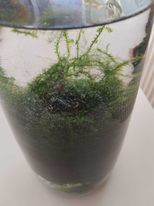 sprzedam rośliny akwariowe Głogów