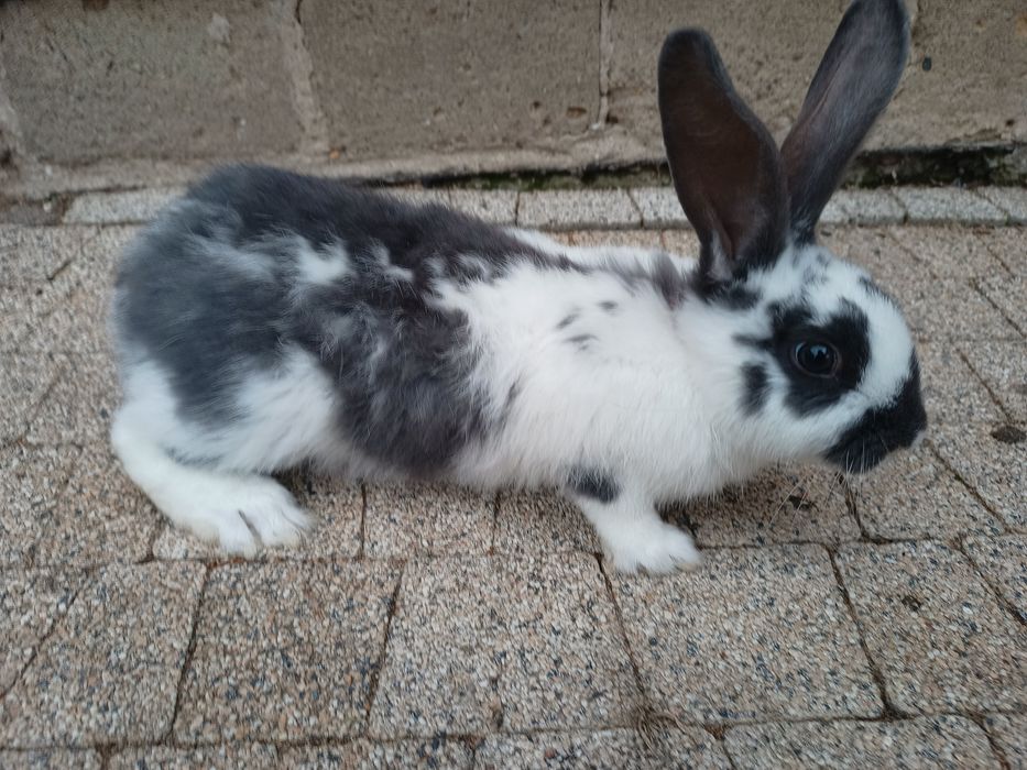 Sprzedam  łaciatą samice mieszańca