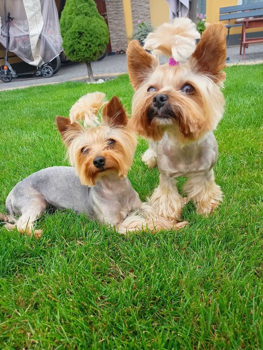 York Yorkshire terrier doświadczony reproduktor