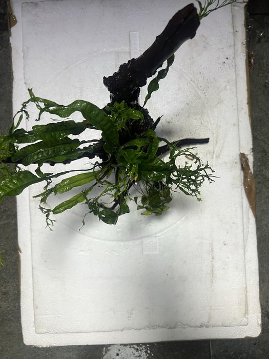 Korzen mangrowca do akwarium z microsorium i anubiasem