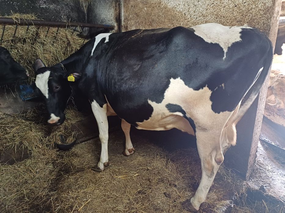 Krowy wysokocielne hodowlane hf obora pod oceną