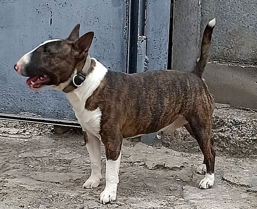 Бультер'єр мініатюрний для в'язок