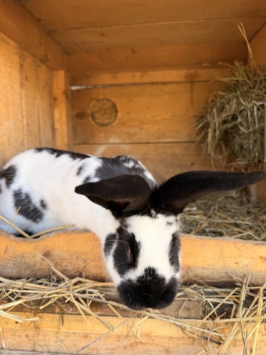 Samiczki krolika srokacz mix Królice