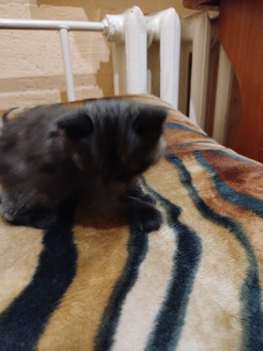 Котёнок(девочка)