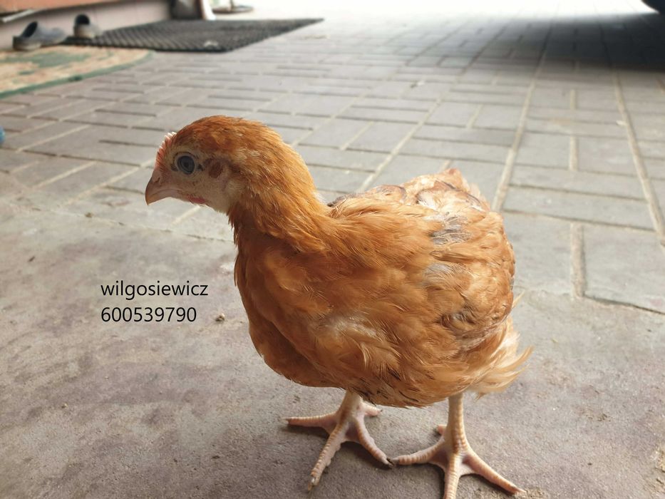 Kurczak zagrodowy Brojler Rebo pisklęta do odchowu