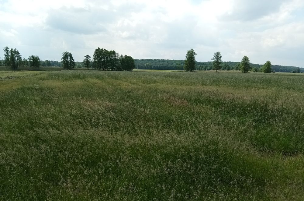 Działka Rolna Łąka