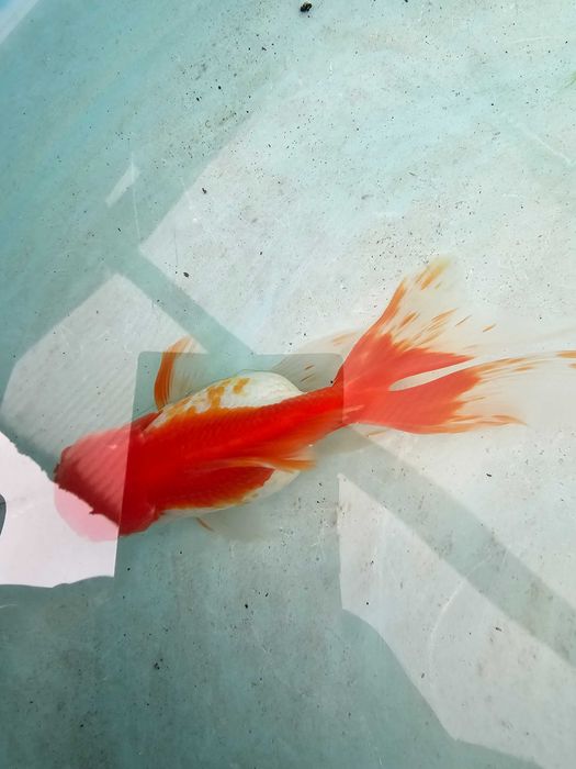 Kinguio oranda capuchinho