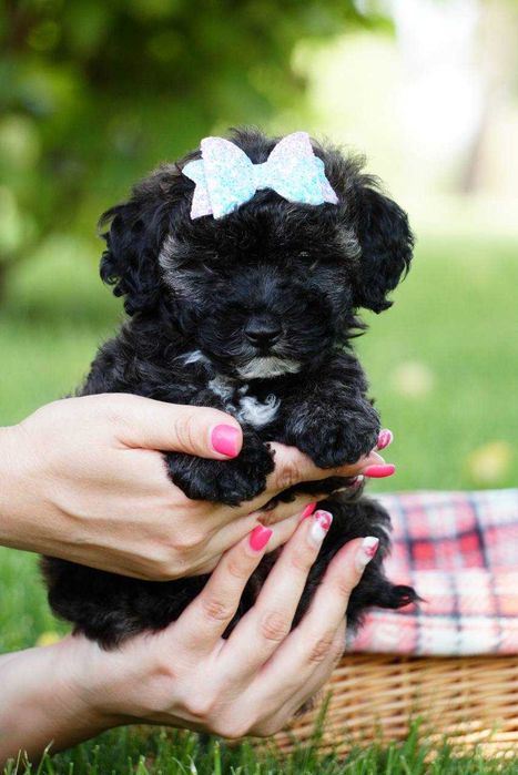 Хлопчик-мальтіпу з круглими оченятами – дуже миле цуценя