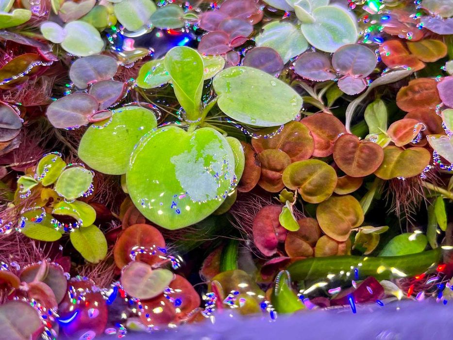Amazon Frogbit Limnobium laevigatum Planta Superfície Aquário