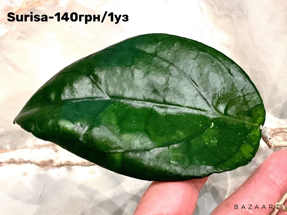 Хойя сорта срез