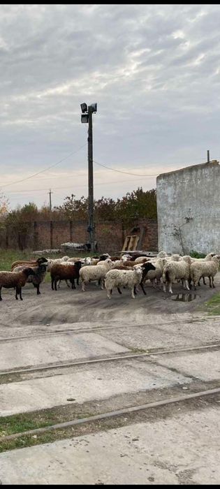 Продаються барани,вівці