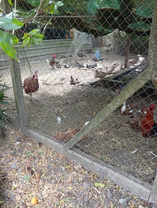 Patos mudos e coquichos de varias cores e idades