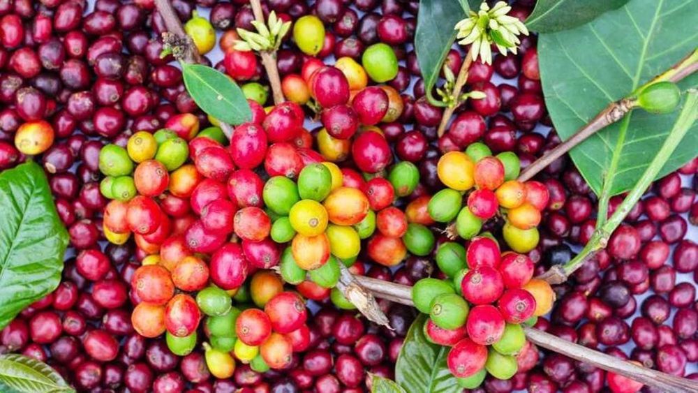 Café Arabica e Robusta