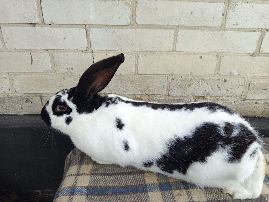 Кролики та кролички