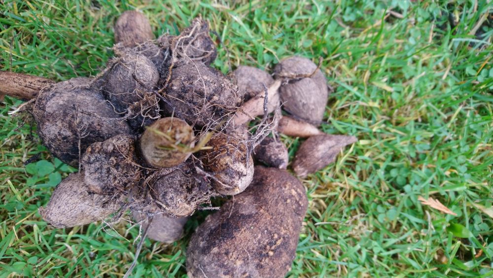 Bulwy georginii - dalii.