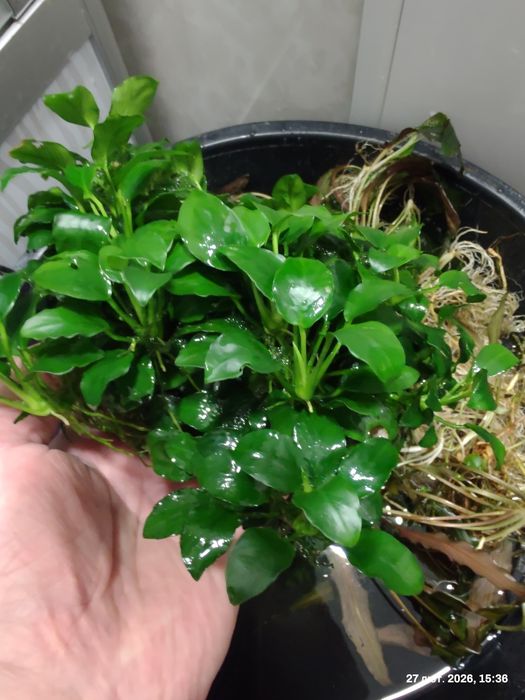 Анубіас нанапетіт