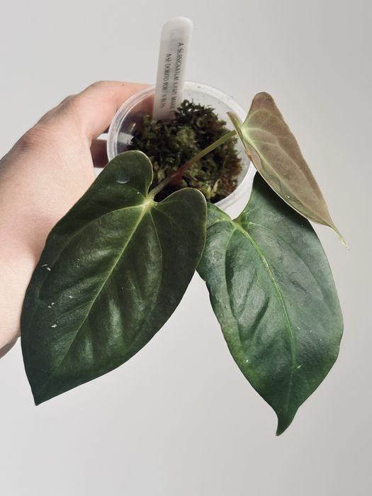 Promocja Anthurium  (Subsignatum x Papillilaminum "Marie") x ( Potillae Dorito x RLFS)